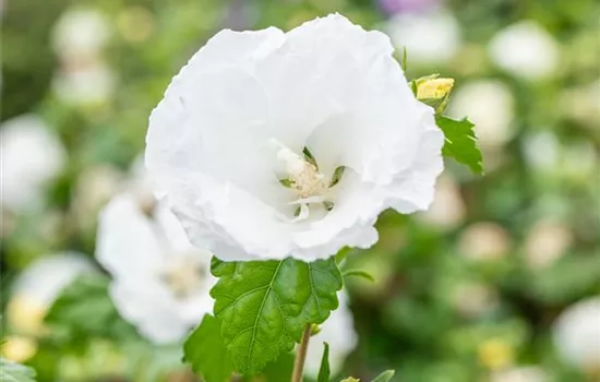 Hibiscus syriacus 'William R.Smith' Hibiscus syriacus 'William R.Smith'