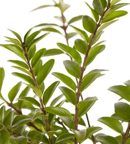 Lonicera nitida 'Tibet' -S-