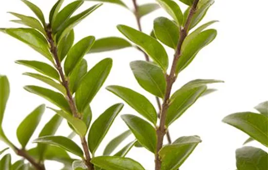 Lonicera nitida 'Twiggy'