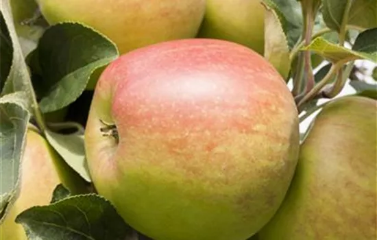 Schorfige Äpfel sind nicht giftig Schorfige Äpfel sind nicht giftig