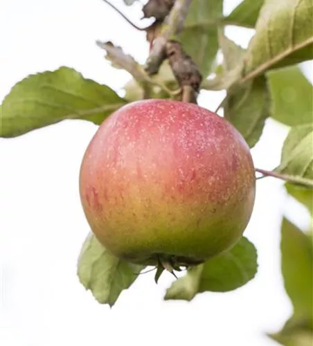 Malus 'Piros' -S- CAC