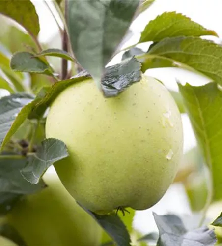 Malus 'Weißer Klarapfel' zert.