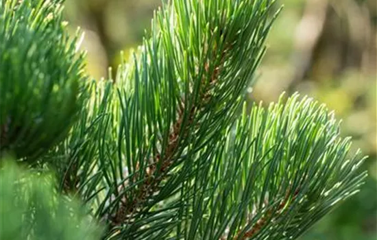 Pinus nigra 'Oregon Green' Pinus nigra 'Oregon Green'