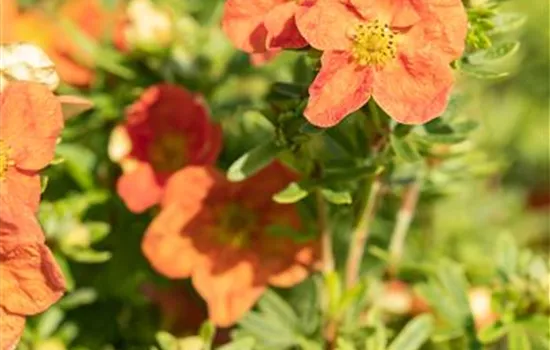 Potentilla fruticosa 'Red Ace' Potentilla fruticosa 'Red Ace'