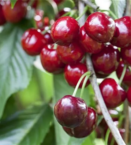 Prunus av.'Burlat' CAC