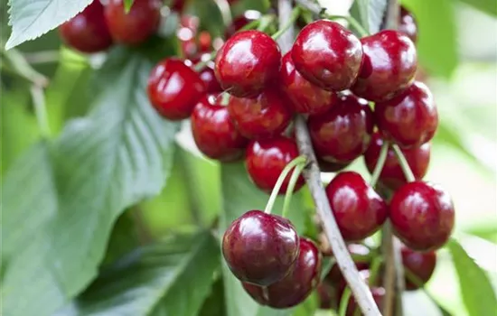 Prunus av.'Burlat' zert. Prunus av.'Burlat' zert.