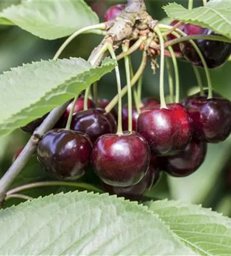 Prunus cer.'Morellenfeuer' CAC