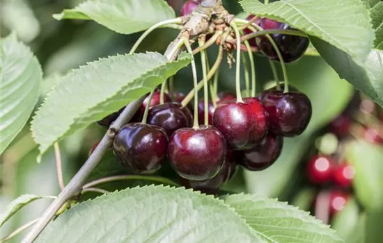 Prunus cer.'Morellenfeuer' zert.