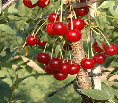 Prunus cer.'Morina' -S- CAC Prunus cer.'Morina' -S- CAC