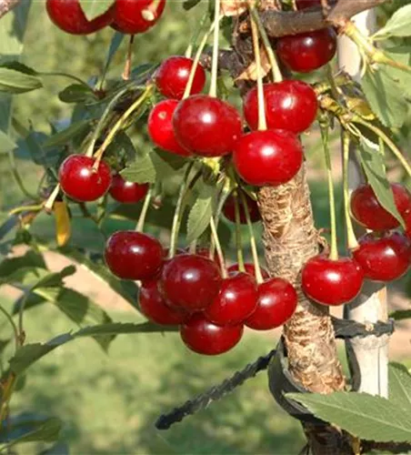 Prunus cer.'Morina' -S- zert.