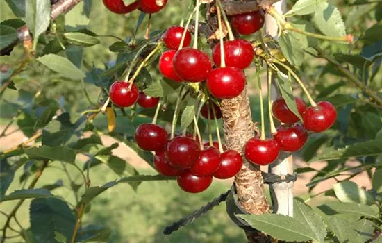 Prunus cer.'Morina' -S- zert.