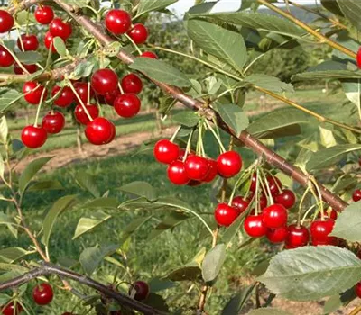 Prunus cer.'Safir' -S- CAC Prunus cer.'Safir' -S- CAC