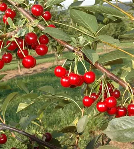 Prunus cer.'Safir' -S- zert.