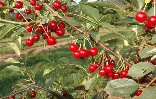 Prunus cer.'Safir' -S- zert.