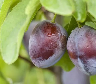 Prunus dom.'Bühler Frühzwetsche' CAC