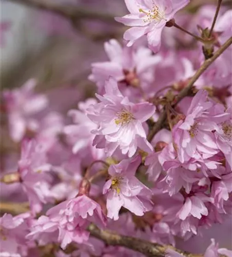 Prunus subhirtella 'Autumnalis'