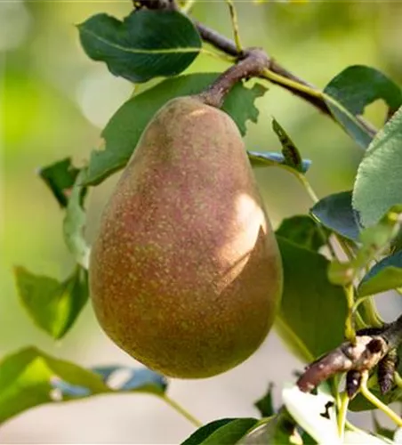 Pyrus com.'Pastorenbirne' zert.