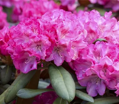 Rhododendron yak.'Anuschka' I Rhododendron yak.'Anuschka' I