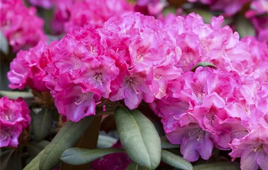 Rhododendron yak.'Anuschka' I Rhododendron yak.'Anuschka' I