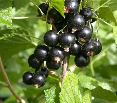 Ribes nigrum 'Black Gigant' CAC Ribes nigrum 'Black Gigant' CAC