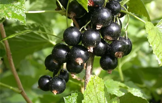 Ribes nigrum 'Black Gigant' CAC Ribes nigrum 'Black Gigant' CAC