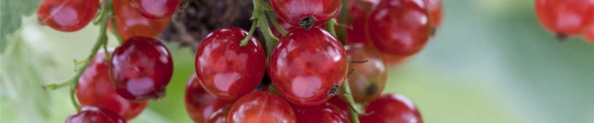 Ribes rubrum Ribes rubrum