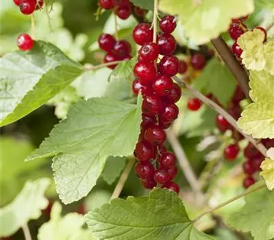 Ribes rubrum 'Stanza' CAC II