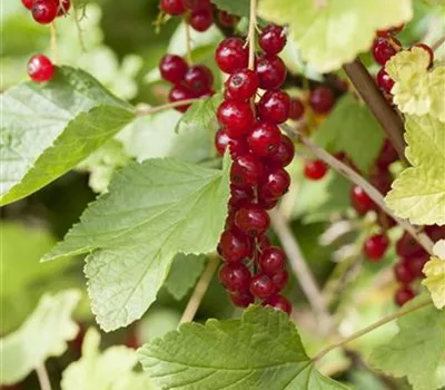 Ribes rubrum 'Rondom' CAC II Ribes rubrum 'Rondom' CAC II
