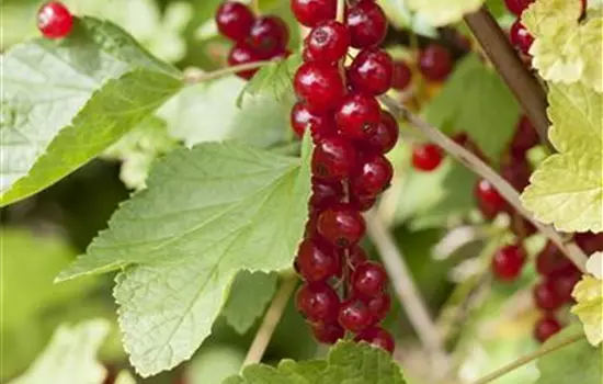 Ribes rubrum 'Stanza' CAC II