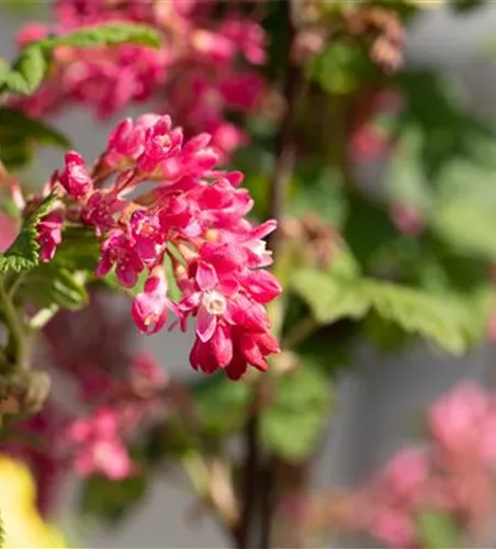 Ribes sanguineum 'Atrorubens'