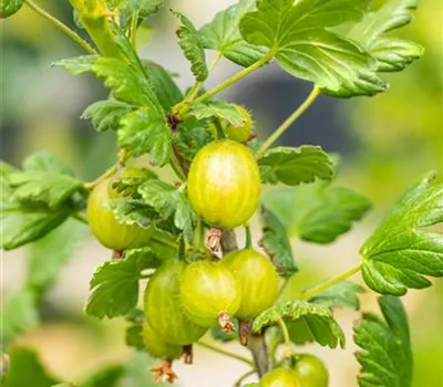 Ribes uva-crispa 'Hinnonmäki grün' CAC II Ribes uva-crispa 'Hinnonmäki grün' CAC II