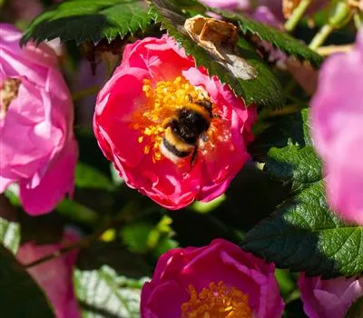 Rosa rubiginosa Rosa rubiginosa