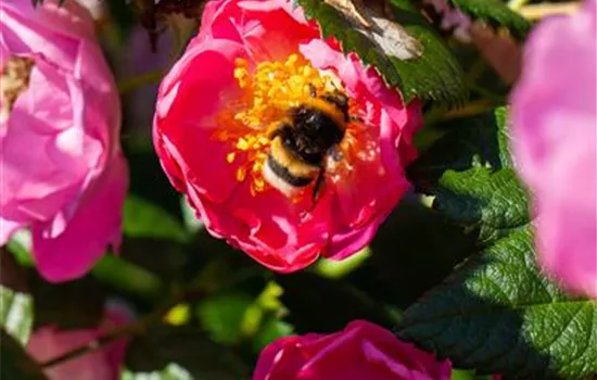 Rosa rubiginosa Rosa rubiginosa