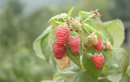 Rubus id.'Summer Lovers Garden Red' -R-