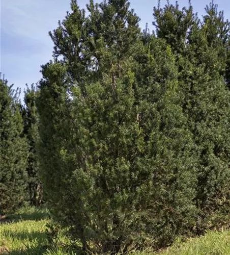 Taxus baccata 'Overeynderi'