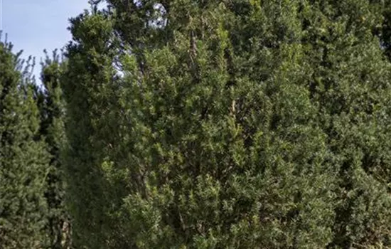 Taxus baccata 'Overeynderi'