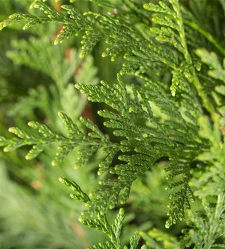 Thuja plicata 'Atrovirens'