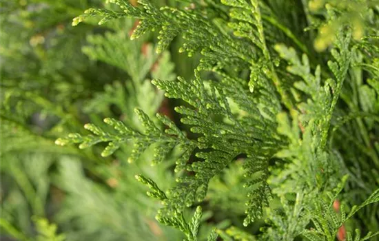 Thuja plicata 'Atrovirens'