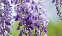 Chin.Blauregen 'Prolific' Premiumgehölz