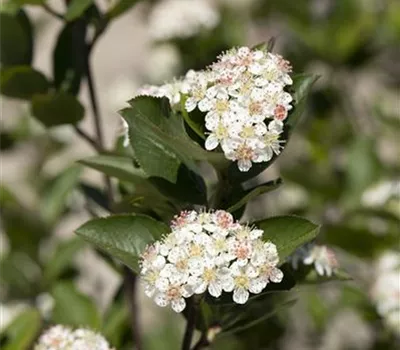 Aronia melanocarpa 'Hugin'