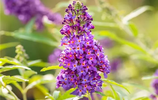 Buddleja davidii 'Buzz Midnight' -S-