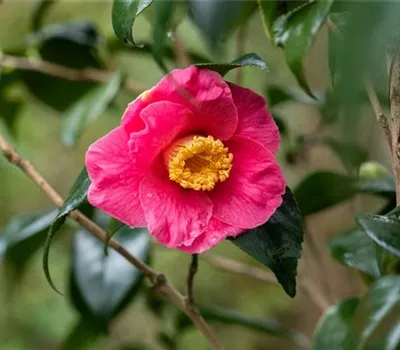 Camellia japonica 'Dr. King'