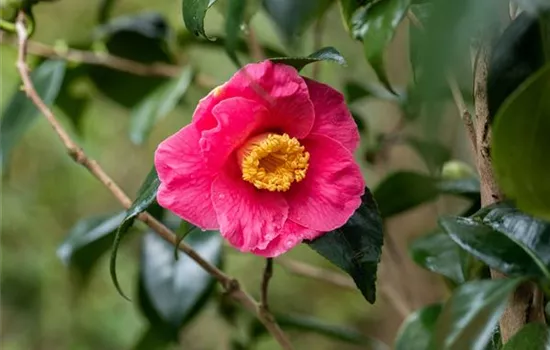 Camellia japonica 'Dr. King'