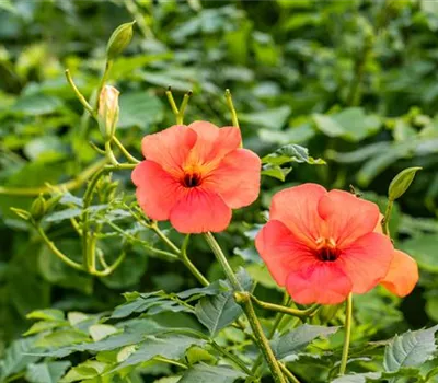 Campsis tagliabuana 'Mme Galen'