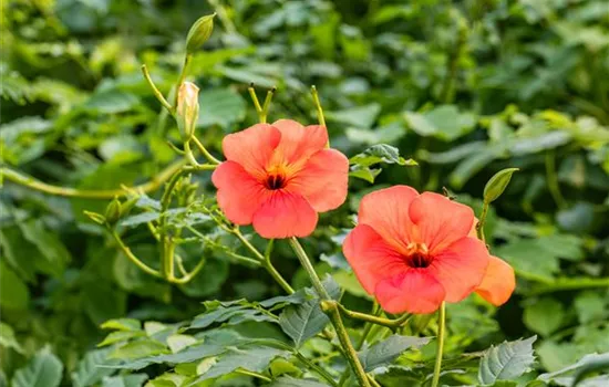 Campsis tagliabuana 'Mme Galen'