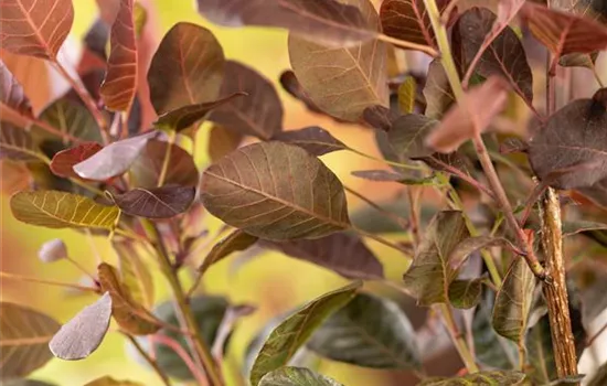 Cotinus coggygria 'Lilla' -S-