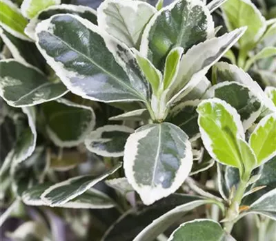 Euonymus fortunei 'Emerald Gaiety' Euonymus fortunei 'Emerald Gaiety'