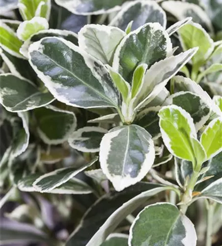 Euonymus fortunei 'Emerald Gaiety'
