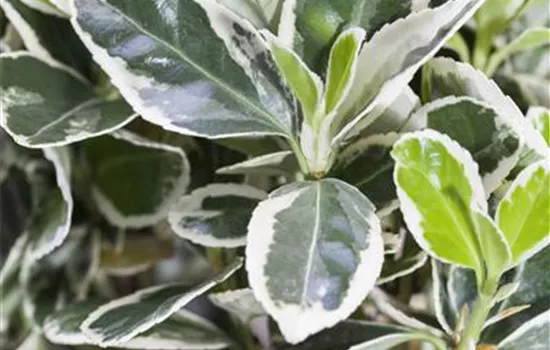Euonymus fortunei 'Emerald Gaiety' Euonymus fortunei 'Emerald Gaiety'