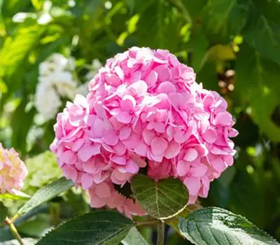 Hydrangea macr.'Endless Summer', rosa